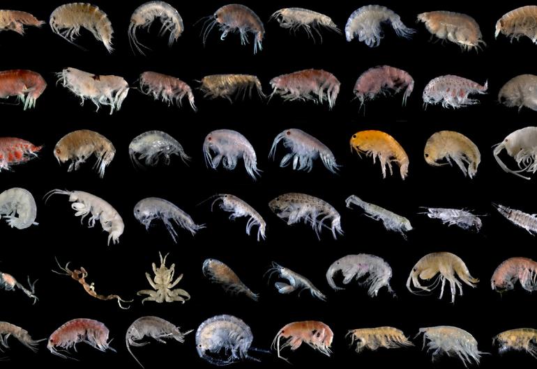 Diagram of dozens of marine creatures
